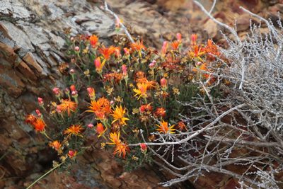 Drosanthemum flavum, photographed by Tony Rebelo