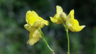 Utricularia simulans, photographed by Jay Horn