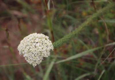 Selago dolosa, photographed by Tony Rebelo