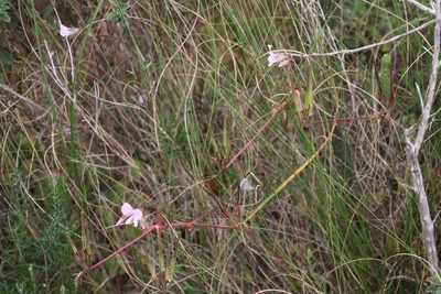 Pelargonium myrrhifolium, photographed by Tony Rebelo