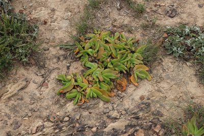 Glottiphyllum depressum, photographed by Tony Rebelo