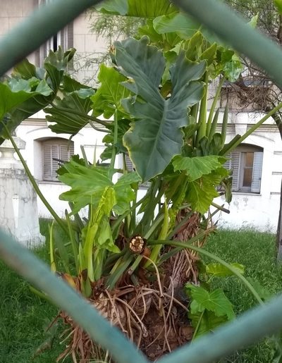 Philodendron undulatum, photographed by Ezequiel Vera