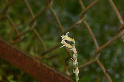 Dipcadi ursulae, photographed by S.MORE