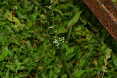 Dipcadi ursulae, photographed by S.MORE