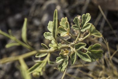 Hymenothrix pedata, photographed by Craig Martin
