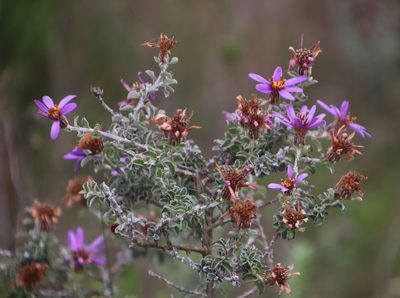 Printzia polifolia, photographed by Tony Rebelo