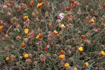 Ursinia discolor, photographed by Tony Rebelo