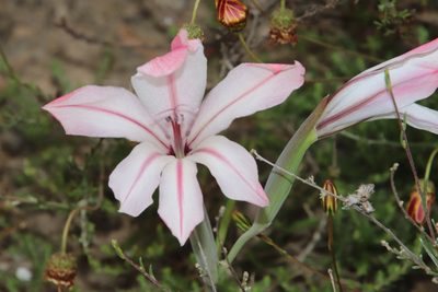 Gladiolus floribundus, photographed by Tony Rebelo