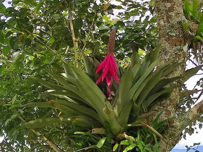 Aechmea mariae-reginae