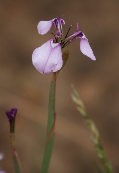 Moraea debilis, photographed by Tony Rebelo