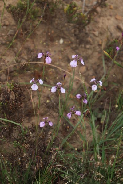 Moraea debilis, photographed by Tony Rebelo
