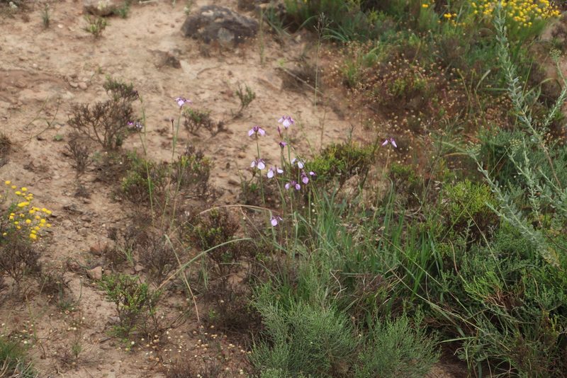 Moraea debilis, photographed by Tony Rebelo
