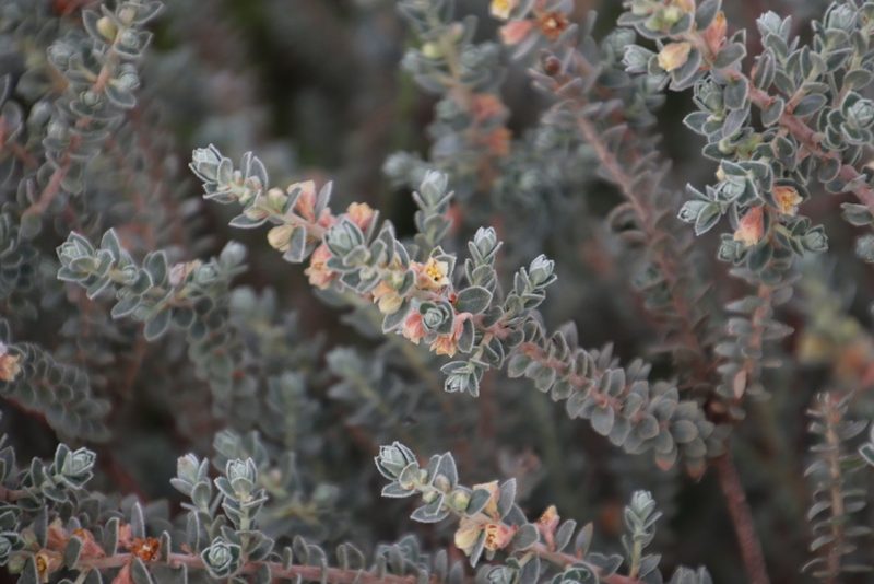 Clutia tomentosa, photographed by Tony Rebelo