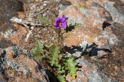 Solanum petrophilum, photographed by dhfischer
