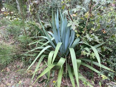 Yucca cernua, photographed by Reid Hardin