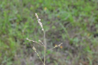 Steinchisma hians, photographed by Dan Johnson