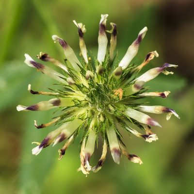 Trifolium obtusiflorum, photographed by Megan Ralph