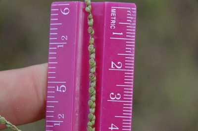 Paspalum setaceum, photographed by Dan Johnson