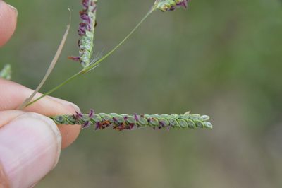 Paspalum plicatulum, photographed by Dan Johnson