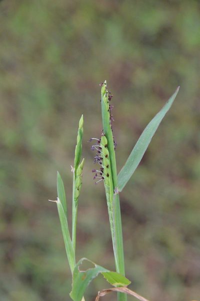 Paspalum acuminatum, photographed by Dan Johnson