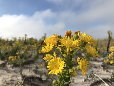 Chrysopsis godfreyi, photographed by Farren Dell Rossman