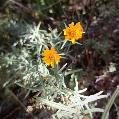 Viguiera linearis, photographed by Juan Carlos Fonseca Mata