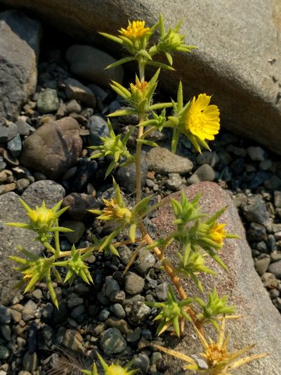 Centromadia parryi, photographed by Ken-ichi Ueda