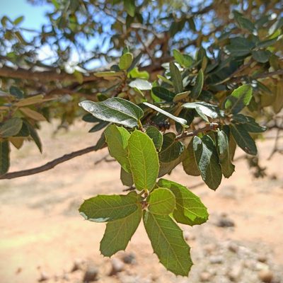 Quercus eduardi, photographed by Juan Carlos Fonseca Mata