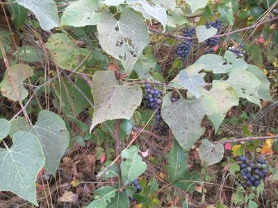 Vitis cinerea, photographed by Rogelio Reyna-Hernández