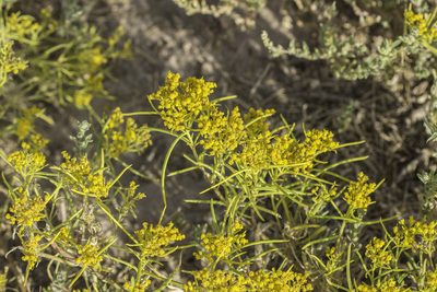 Sartwellia flaveriae, photographed by Craig Martin