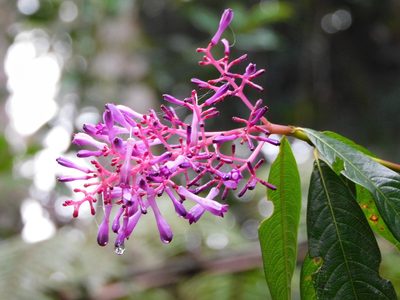 Palicourea angustifolia, photographed by Álvaro Rivas Godin