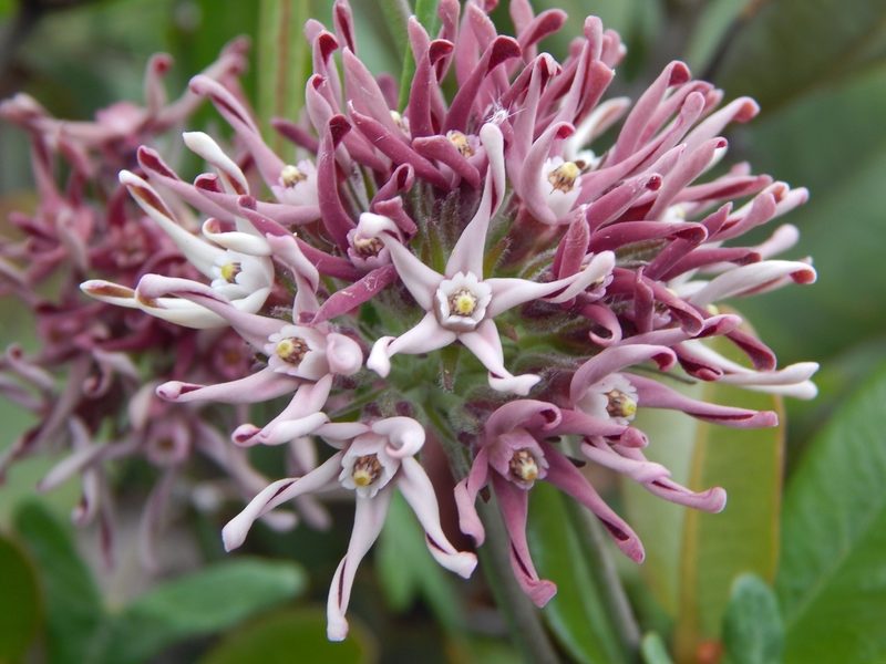 Tweedia stipitata, photographed by Orlando Fuenzalida