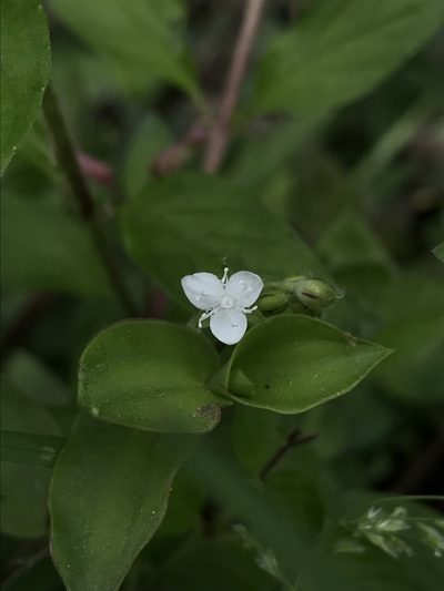 Callisia gracilis, photographed by Nicolás Baresch Uribe