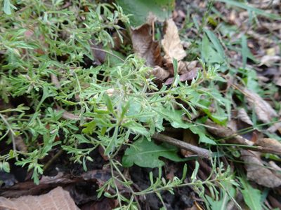 Leucospora multifida, photographed by Thomas Koffel