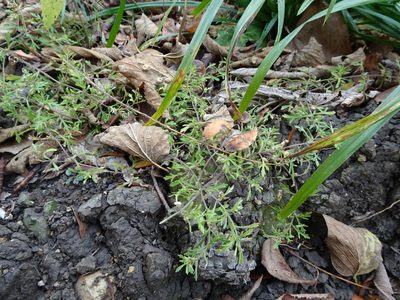 Leucospora multifida, photographed by Thomas Koffel