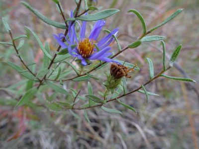 Symphyotrichum oblongifolium, photographed by Thomas Koffel