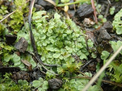 Riccia beyrichiana, photographed by Randal