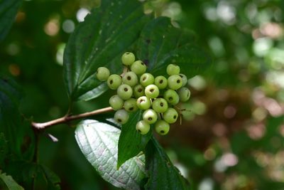 Cornus excelsa, photographed by Neptalí Ramírez Marcial