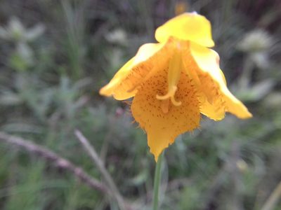 Calochortus barbatus, photographed by IA braham