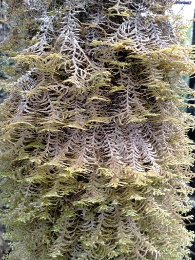 Dendromastigophora flagellifera, photographed by John Barkla