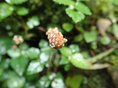 Lecanthus peduncularis, photographed by Meng-Ying Tsai