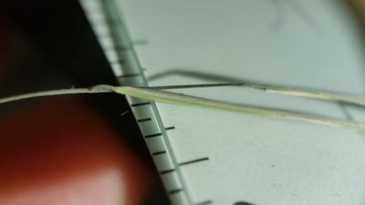 Aristida oligantha, photographed by Zihao Wang