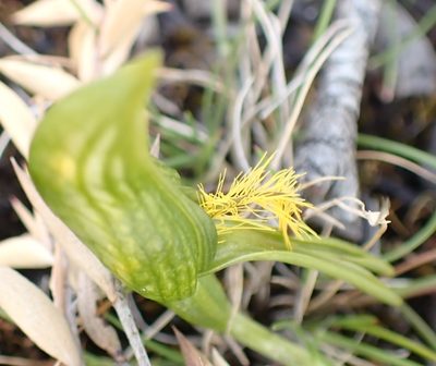 Pterostylis tasmanica, photographed by corunastylis
