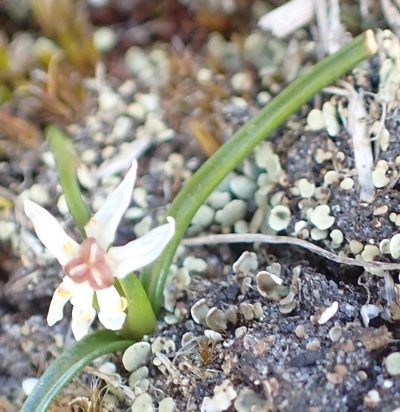 Wurmbea uniflora, photographed by corunastylis