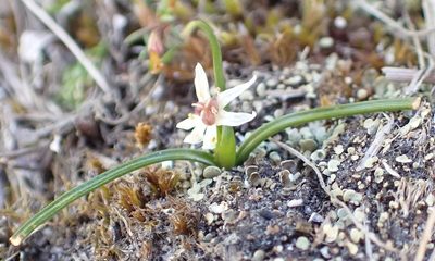 Wurmbea uniflora, photographed by corunastylis