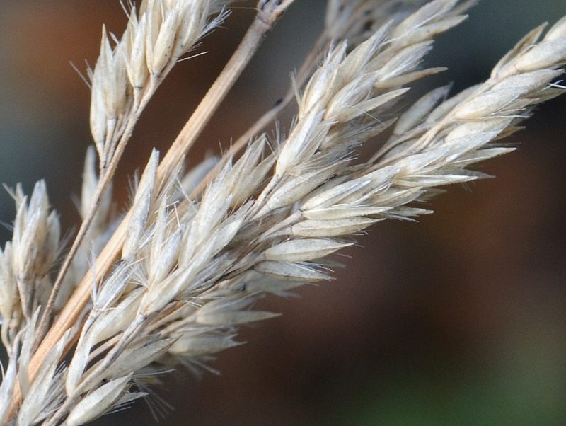 Calamagrostis inexpansa, photographed by Zihao Wang