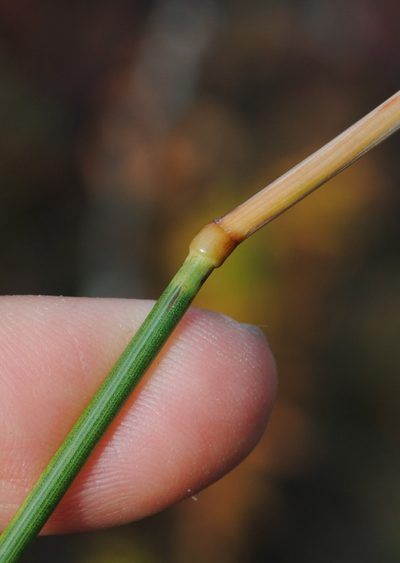 Calamagrostis inexpansa, photographed by Zihao Wang