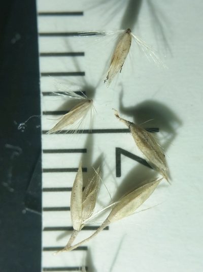 Calamagrostis inexpansa, photographed by Zihao Wang