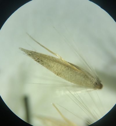 Calamagrostis inexpansa, photographed by Zihao Wang