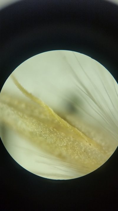 Calamagrostis inexpansa, photographed by Zihao Wang